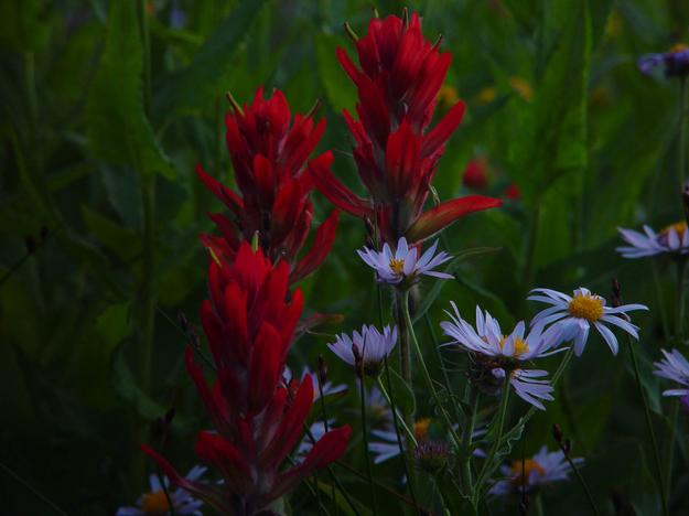 Indian Paintbrush. Photo by Dave Bell.