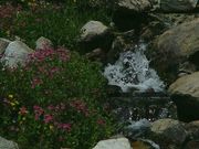 Tumbling Water And Flowers