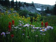 Golden Lakes Were a Sea of Flowers. Photo by Dave Bell.