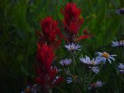 Indian Paintbrush. Photo by Dave Bell.