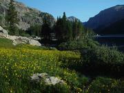 Fields of Yellow Flowers Dominated the Valley Floor. Photo by Dave Bell.