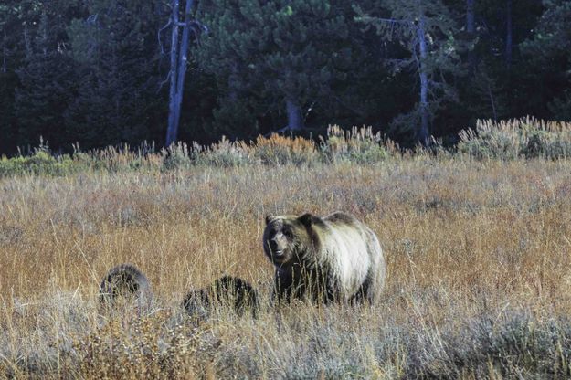 Momma And Cubbies. Photo by Dave Bell.