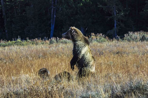 Rising Up. Photo by Dave Bell.