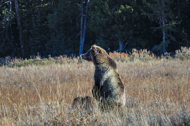 Scouting For Trouble. Photo by Dave Bell.