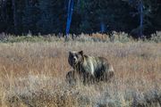 Looking My Way. Photo by Dave Bell.