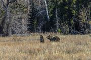 Learned From Mom. Photo by Dave Bell.