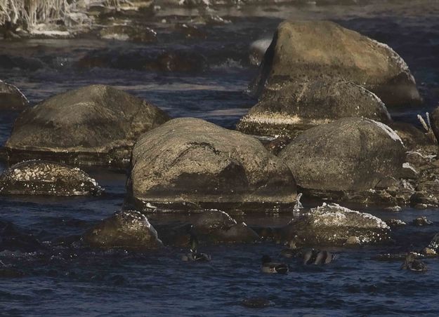 Ducks Enjoying The Warm (relative) Water. Photo by Dave Bell.