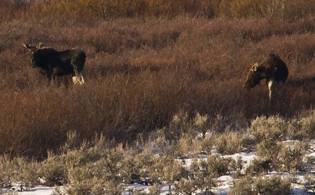 Young Bull And Cow. Photo by Dave Bell.