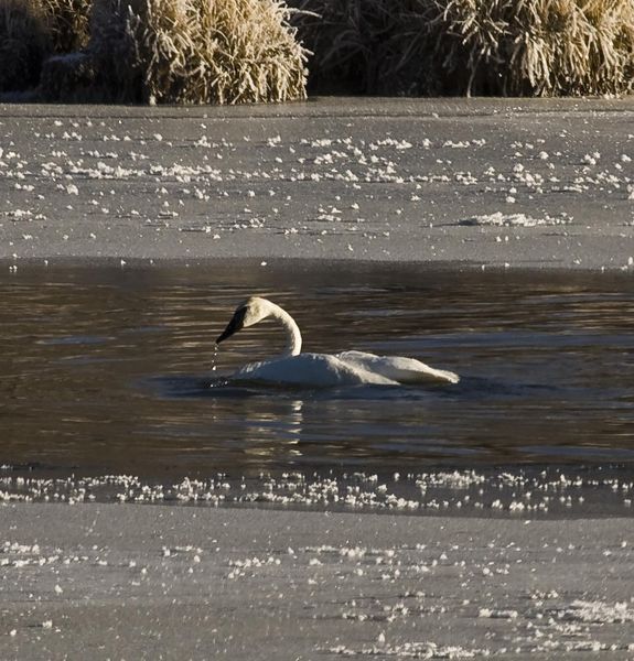 Trumpeter Swan. Photo by Dave Bell.