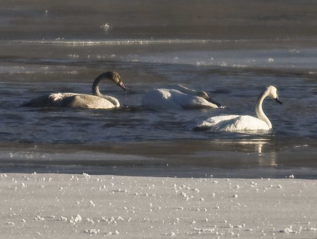 Bathing Swans. Photo by Dave Bell.