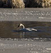 Trumpeter Swan. Photo by Dave Bell.