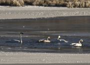 Trumpeter Swans. Photo by Dave Bell.