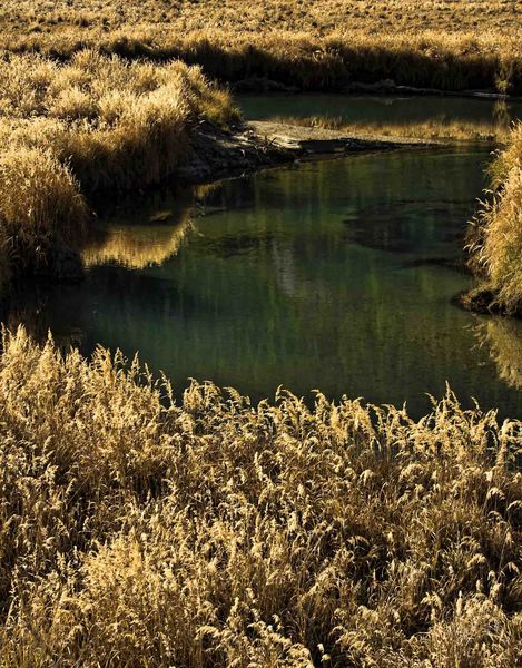 Grasses And The Green. Photo by Dave Bell.