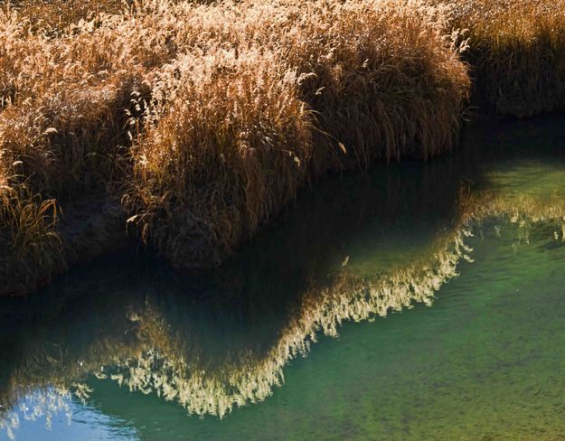 Grassy Reflection. Photo by Dave Bell.