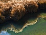 Grassy Reflection. Photo by Dave Bell.