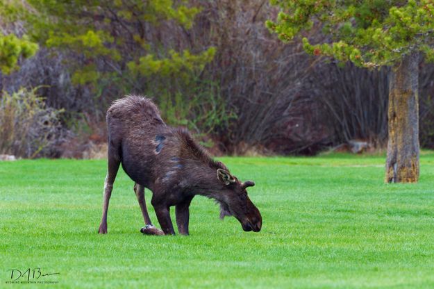 Pinedale Park Grass Is The Best. Photo by Dave Bell.