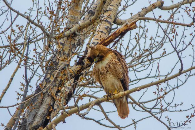 Red-Tailed Hawk. Photo by Dave Bell.