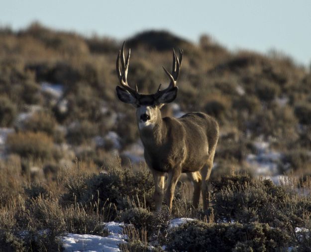 Watchful Eye. Photo by Dave Bell.