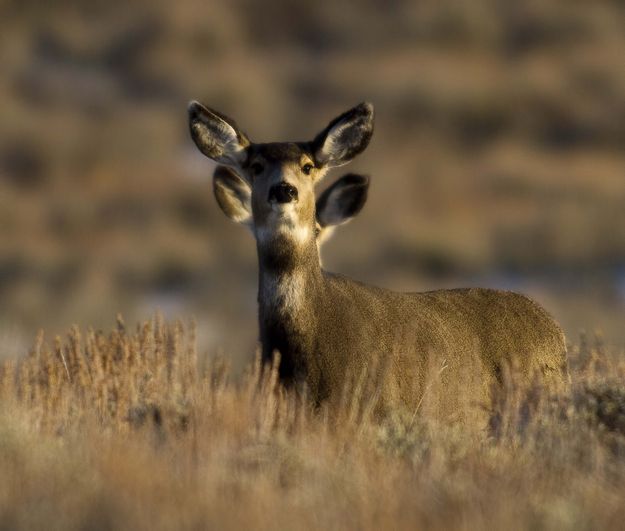 Leading From Behind. Photo by Dave Bell.