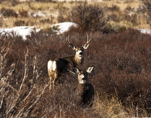 Two In The Bush. Photo by Dave Bell.