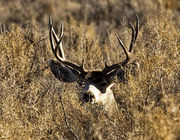 Buck In The Brush. Photo by Dave Bell.