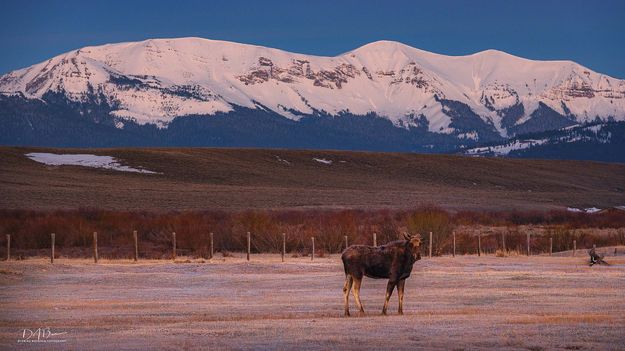 Young Bull. Photo by Dave Bell.