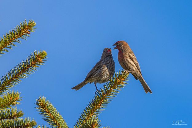 Sing Me A Song. Photo by Dave Bell.