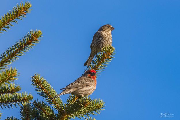 Beautiful Pair. Photo by Dave Bell.