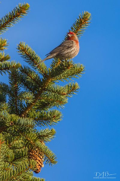 Cassins Finch. Photo by Dave Bell.