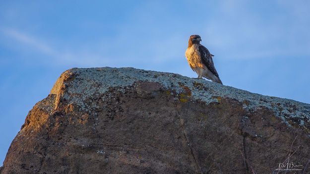 Kestrel. Photo by Dave Bell.