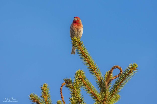 High And Mighty. Photo by Dave Bell.