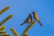 Sing Me A Song. Photo by Dave Bell.