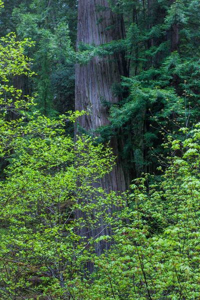 Mysterious Forest. Photo by Dave Bell.