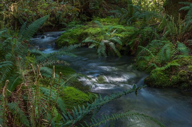 Rain Forest Stream. Photo by Dave Bell.