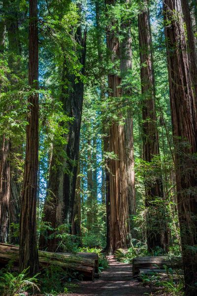 The Incredible Stout Grove. Photo by Dave Bell.