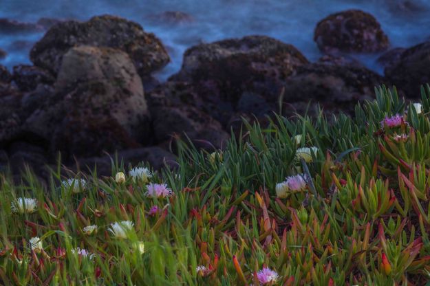 Ice Plant Spring Blossoms. Photo by Dave Bell.