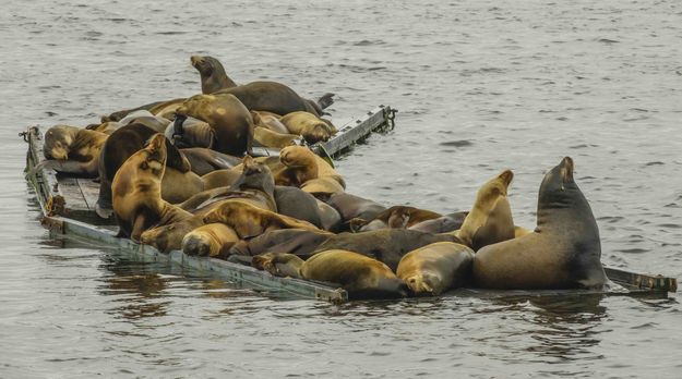 Lazy Barkers. Photo by Dave Bell.