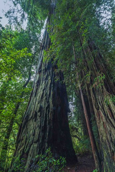 Stout Grove Stroll. Photo by Dave Bell.