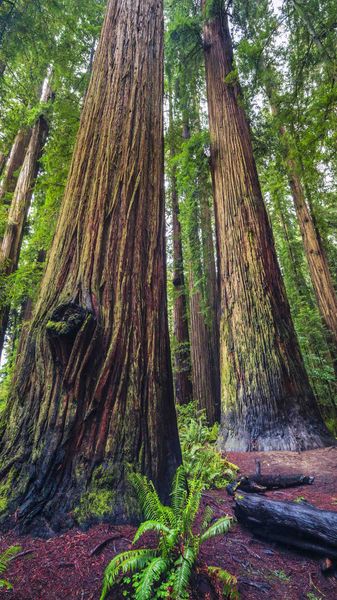 Massive. Photo by Dave Bell.