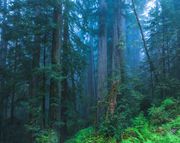 Morning Fog And Mist In The Redwoods. Photo by Dave Bell.