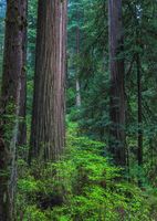 The Colors Of The Forest. Photo by Dave Bell.