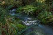 Rain Forest Stream. Photo by Dave Bell.