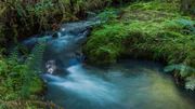 Gently Flowing. Photo by Dave Bell.