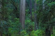 Deep In The Green. Photo by Dave Bell.