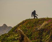 Sasquatch Sighting. Photo by Dave Bell.