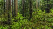 The Redwood Forest Splendor. Photo by Dave Bell.