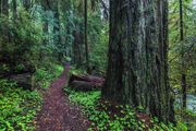 A Walk Among The Giants. Photo by Dave Bell.