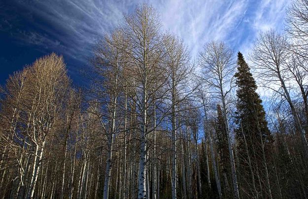 Cirrusly Aspen. Photo by Dave Bell.