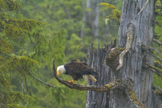 Making The Call. Photo by Dave Bell.