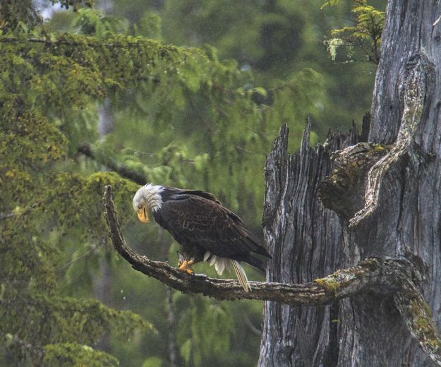 Eagle Lunch. Photo by Dave Bell.